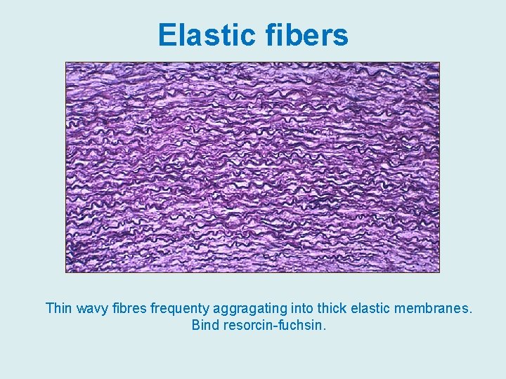 Elastic fibers Thin wavy fibres frequenty aggragating into thick elastic membranes. Bind resorcin-fuchsin. 