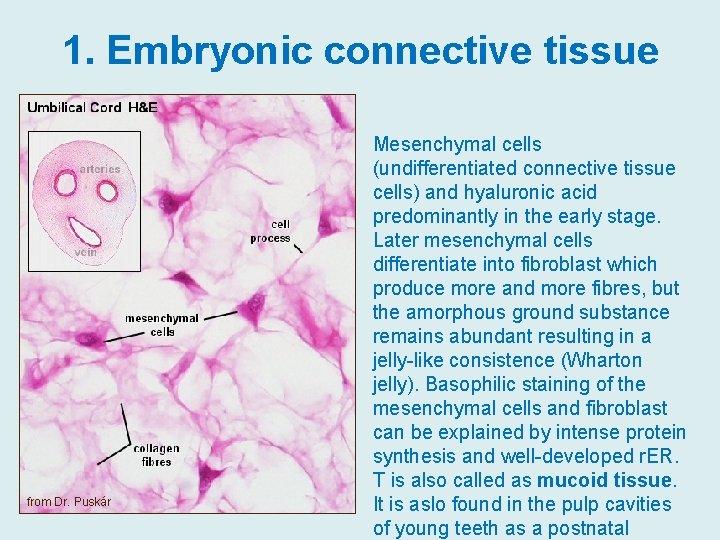 1. Embryonic connective tissue from Dr. Puskár Mesenchymal cells (undifferentiated connective tissue cells) and