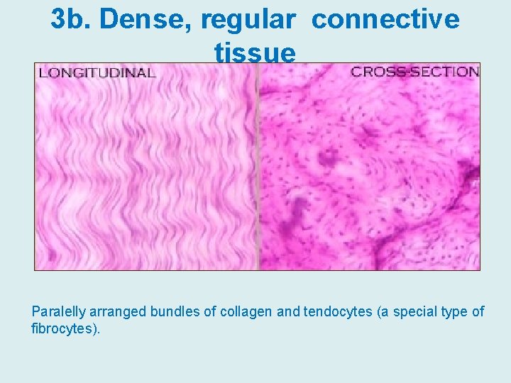 3 b. Dense, regular connective tissue Paralelly arranged bundles of collagen and tendocytes (a