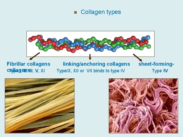 n Collagen types Fibrillar collagens linking/anchoring collagens sheet-formingcollagens Type I, III, V, XI Type.
