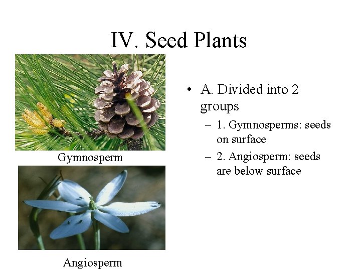 IV. Seed Plants • A. Divided into 2 groups Gymnosperm Angiosperm – 1. Gymnosperms: