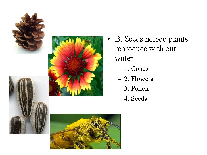  • B. Seeds helped plants reproduce with out water – – 1. Cones