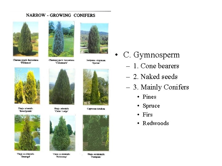  • C. Gymnosperm – 1. Cone bearers – 2. Naked seeds – 3.