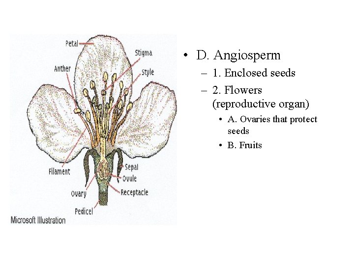  • D. Angiosperm – 1. Enclosed seeds – 2. Flowers (reproductive organ) •