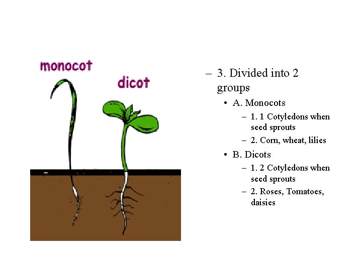 – 3. Divided into 2 groups • A. Monocots – 1. 1 Cotyledons when