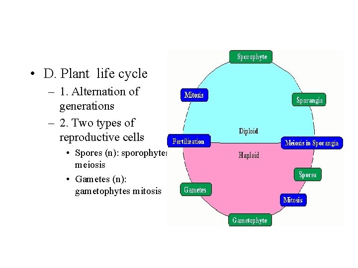  • D. Plant life cycle – 1. Alternation of generations – 2. Two