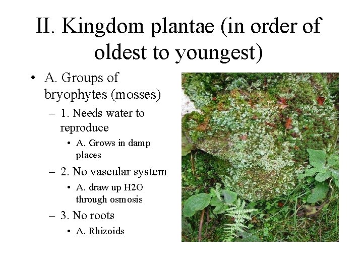 II. Kingdom plantae (in order of oldest to youngest) • A. Groups of bryophytes