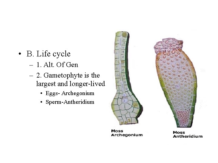  • B. Life cycle – 1. Alt. Of Gen – 2. Gametophyte is