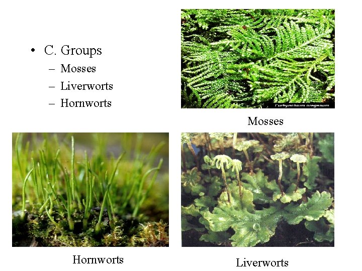  • C. Groups – Mosses – Liverworts – Hornworts Mosses Hornworts Liverworts 