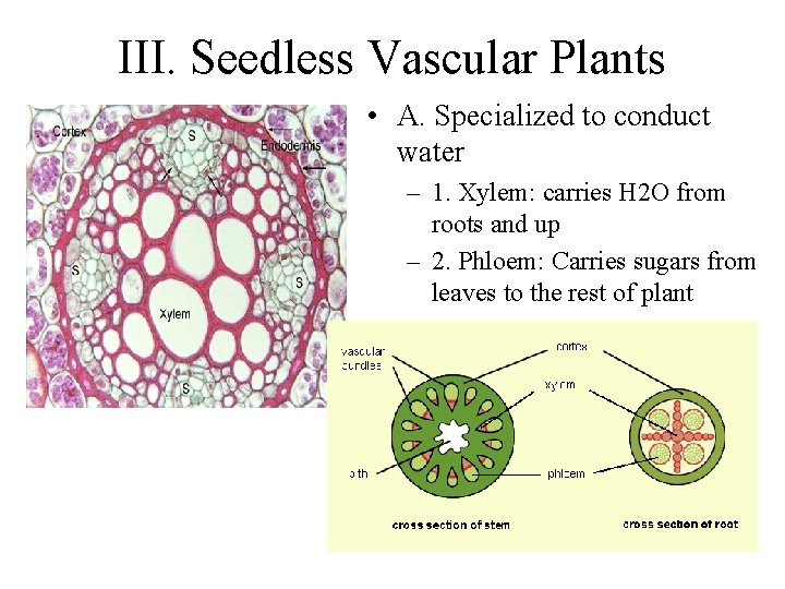 III. Seedless Vascular Plants • A. Specialized to conduct water – 1. Xylem: carries