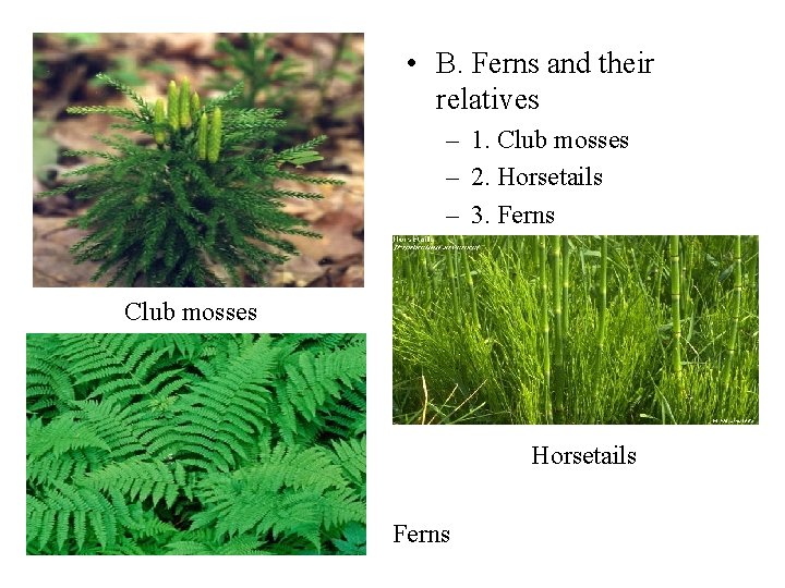  • B. Ferns and their relatives – 1. Club mosses – 2. Horsetails