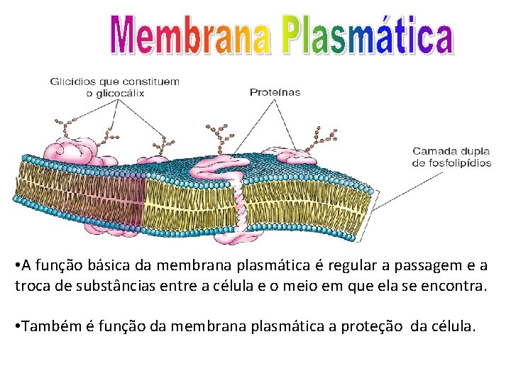  • A função básica da membrana plasmática é regular a passagem e a