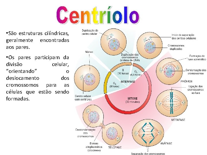  • São estruturas cilíndricas, geralmente encontradas aos pares. • Os pares participam da