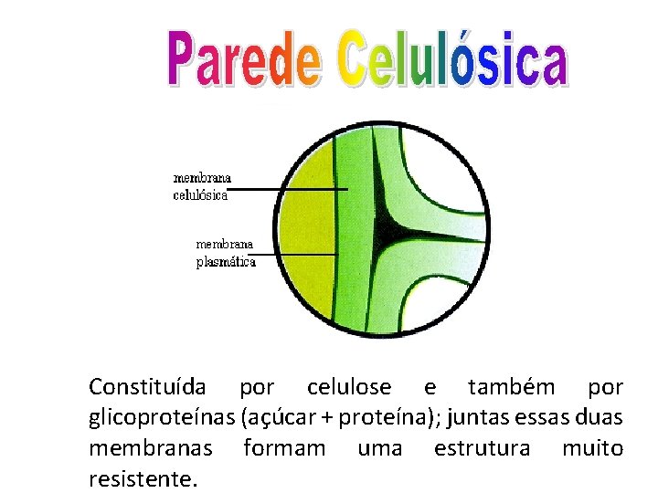 Constituída por celulose e também por glicoproteínas (açúcar + proteína); juntas essas duas membranas