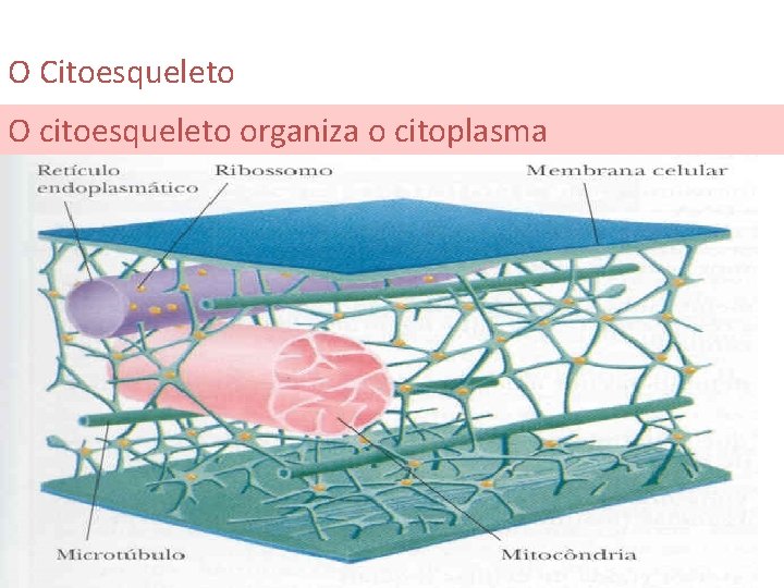 O Citoesqueleto O citoesqueleto organiza o citoplasma 