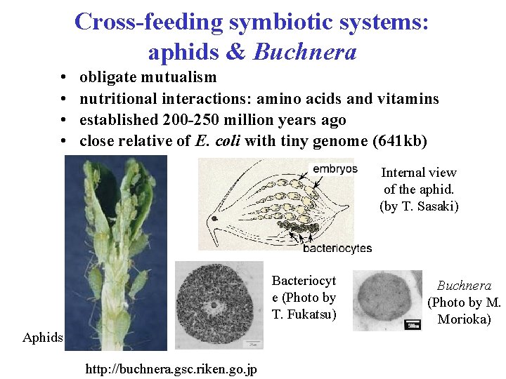 Cross-feeding symbiotic systems: aphids & Buchnera • • obligate mutualism nutritional interactions: amino acids