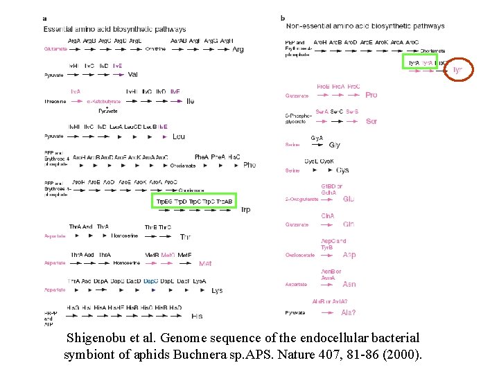 Shigenobu et al. Genome sequence of the endocellular bacterial symbiont of aphids Buchnera sp.