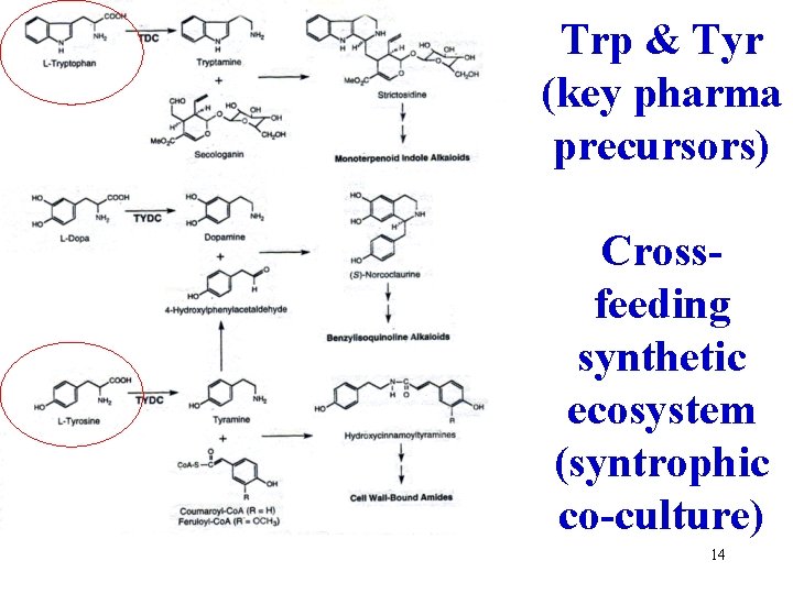 Trp & Tyr (key pharma precursors) Crossfeeding synthetic ecosystem (syntrophic co-culture) 14 