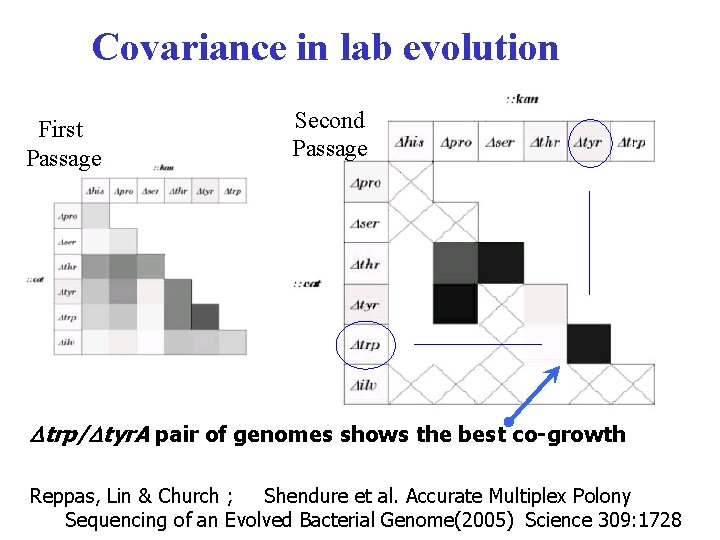 Covariance in lab evolution First Passage Second Passage trp/ tyr. A pair of genomes