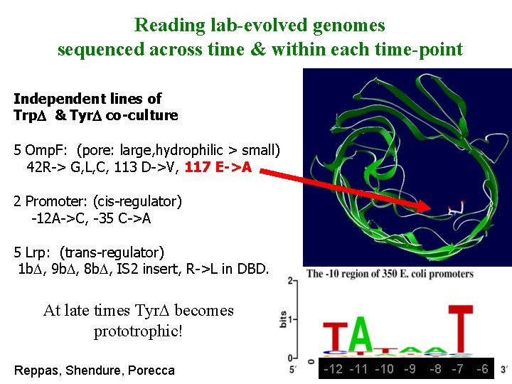 Reading lab-evolved genomes sequenced across time & within each time-point Independent lines of Trp.