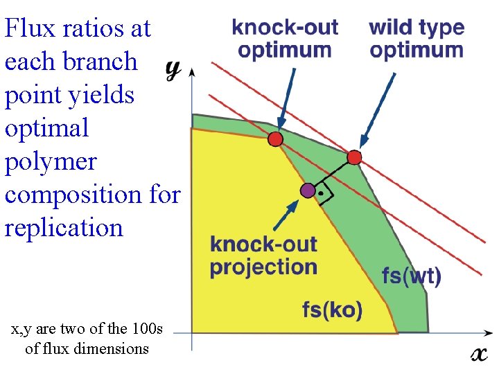 Flux ratios at each branch point yields optimal polymer composition for replication x, y