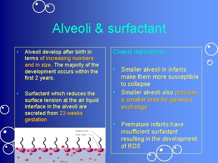 Alveoli & surfactant • • Alveoli develop after birth in terms of increasing numbers