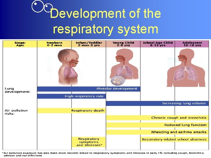 Development of the respiratory system 