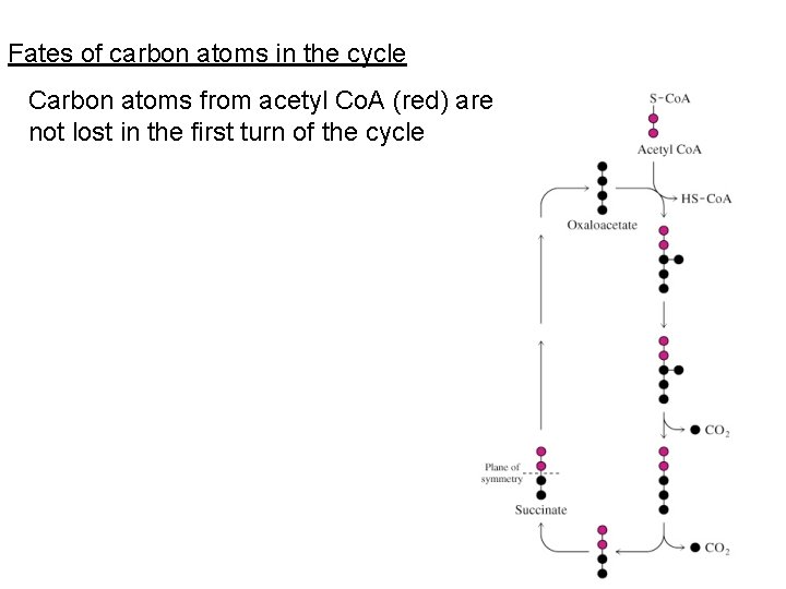 Fates of carbon atoms in the cycle Carbon atoms from acetyl Co. A (red)