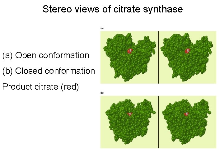 Stereo views of citrate synthase (a) Open conformation (b) Closed conformation Product citrate (red)