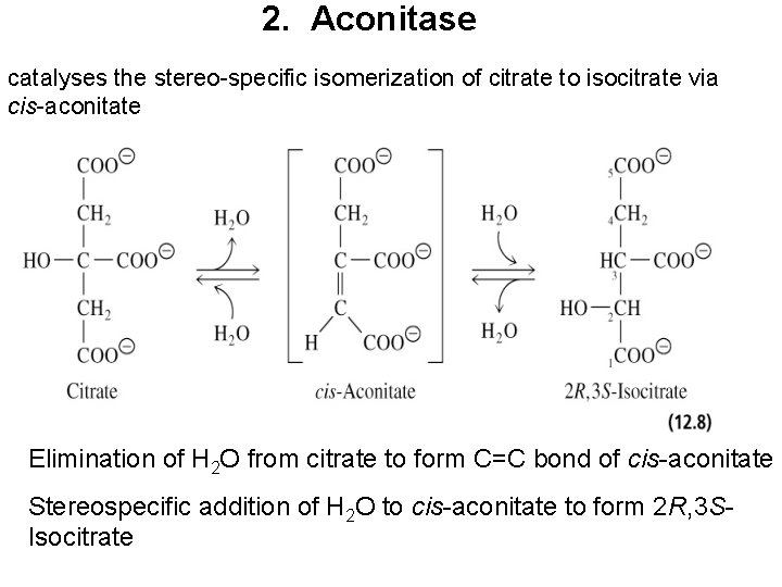 2. Aconitase catalyses the stereo-specific isomerization of citrate to isocitrate via cis-aconitate Elimination of