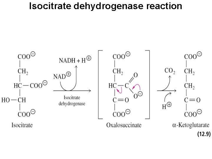 Isocitrate dehydrogenase reaction 