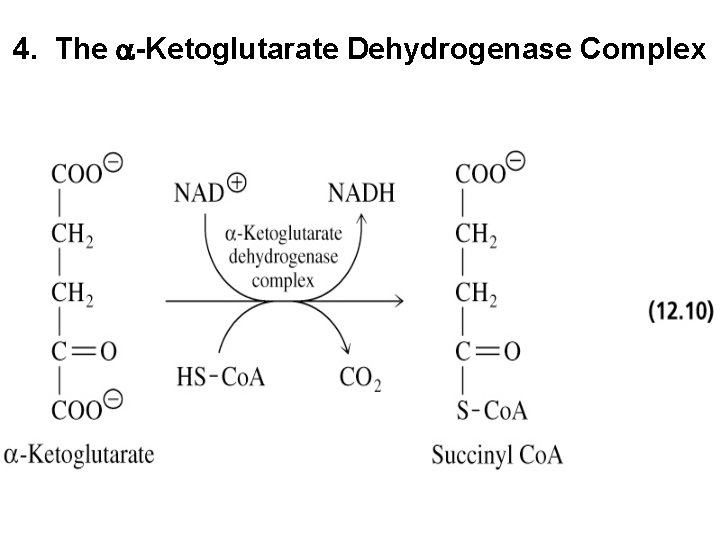 4. The a-Ketoglutarate Dehydrogenase Complex 