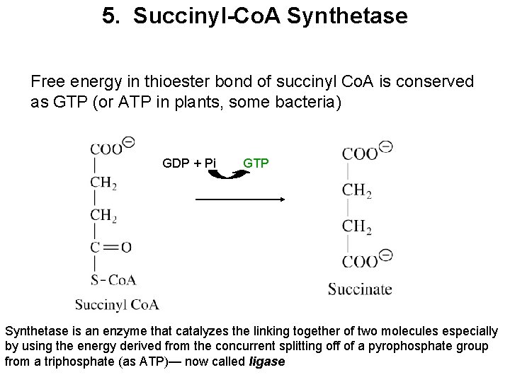5. Succinyl-Co. A Synthetase Free energy in thioester bond of succinyl Co. A is