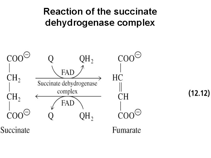 Reaction of the succinate dehydrogenase complex 