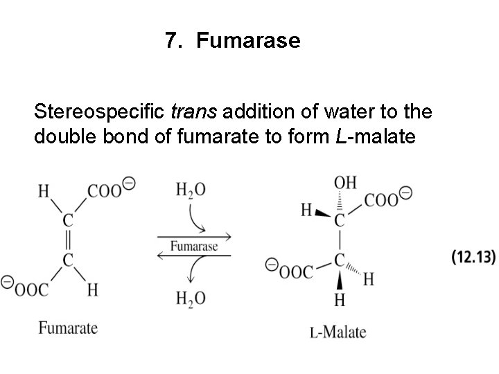 7. Fumarase Stereospecific trans addition of water to the double bond of fumarate to