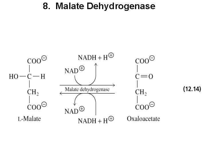 8. Malate Dehydrogenase 