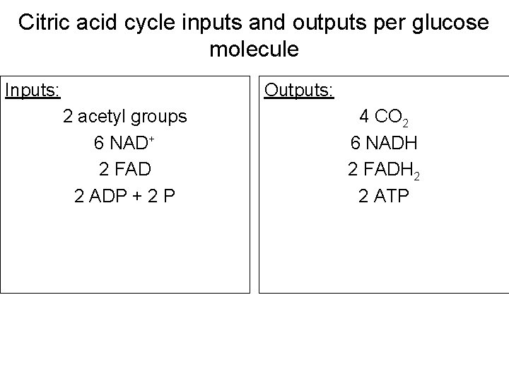 Citric acid cycle inputs and outputs per glucose molecule Inputs: Outputs: 2 acetyl groups