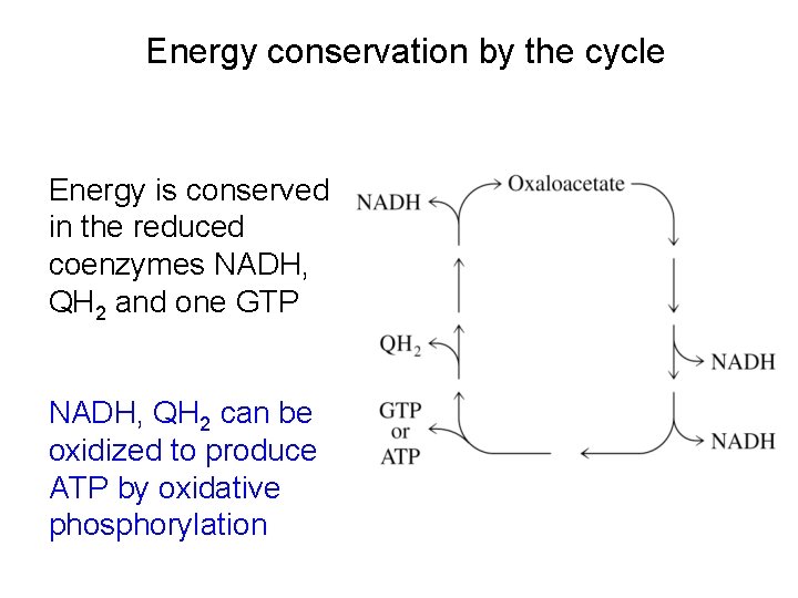 Energy conservation by the cycle Energy is conserved in the reduced coenzymes NADH, QH