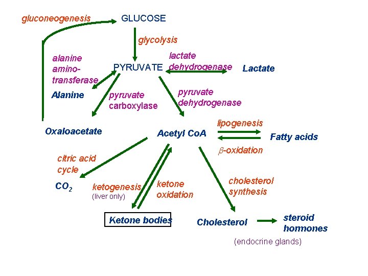 gluconeogenesis GLUCOSE glycolysis alanine aminotransferase lactate PYRUVATE dehydrogenase pyruvate carboxylase Alanine pyruvate dehydrogenase lipogenesis