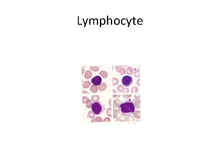 Lymphocyte 