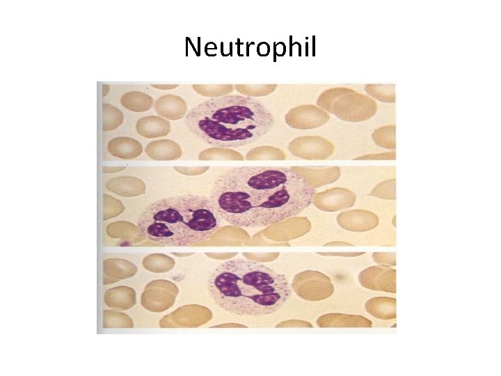 Neutrophil 