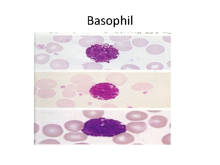 Basophil 