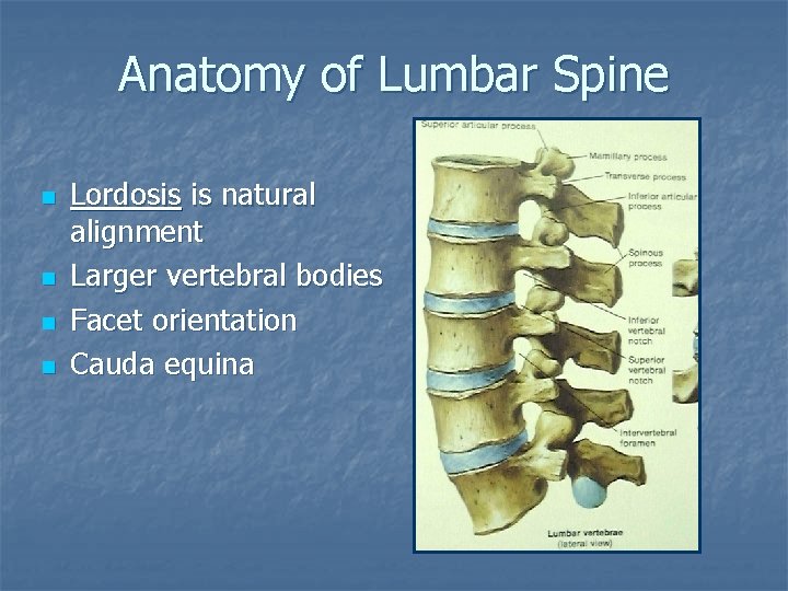 Anatomy of Lumbar Spine n n Lordosis is natural alignment Larger vertebral bodies Facet