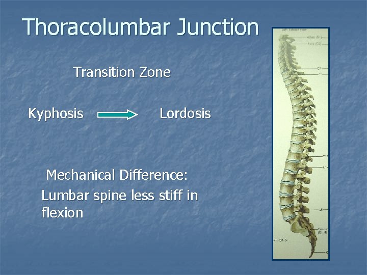 Thoracolumbar Junction Transition Zone Kyphosis Lordosis Mechanical Difference: Lumbar spine less stiff in flexion