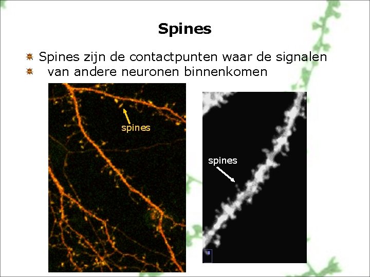 Spines zijn de contactpunten waar de signalen van andere neuronen binnenkomen spines 