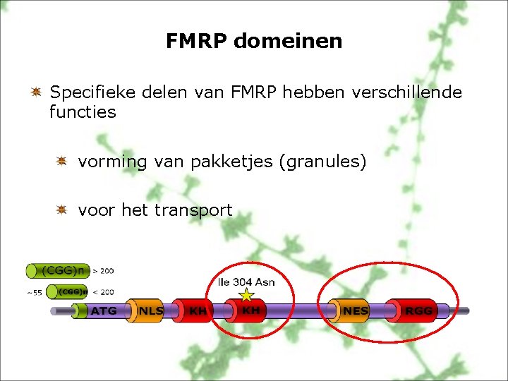 FMRP domeinen Specifieke delen van FMRP hebben verschillende functies vorming van pakketjes (granules) voor