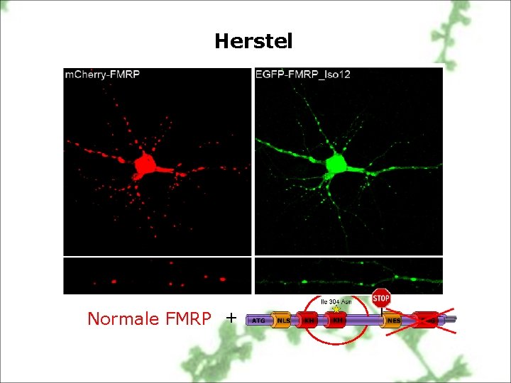 Herstel Normale FMRP + 