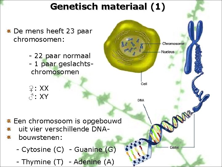Genetisch materiaal (1) De mens heeft 23 paar chromosomen: - 22 paar normaal -