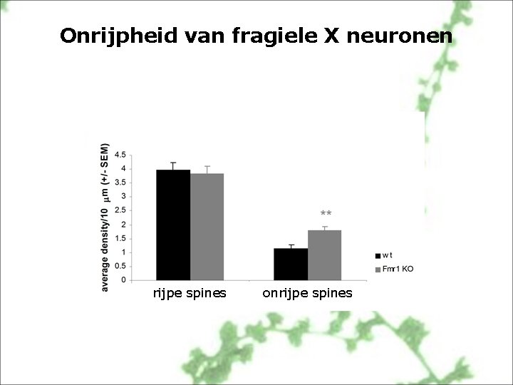 Onrijpheid van fragiele X neuronen rijpe spines onrijpe spines 