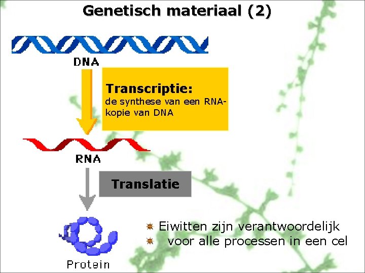Genetisch materiaal (2) Transcriptie: de synthese van een RNAkopie van DNA Translatie Eiwitten zijn